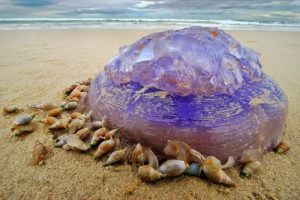 Bullia snails